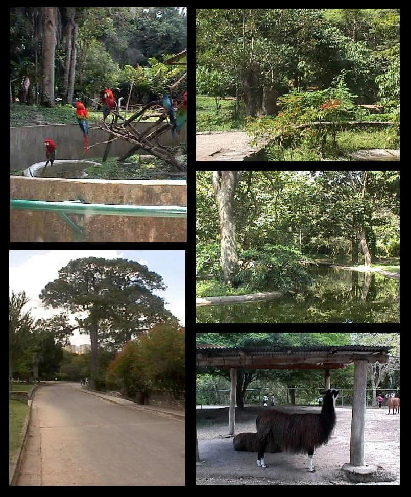 Caricuao Zoo