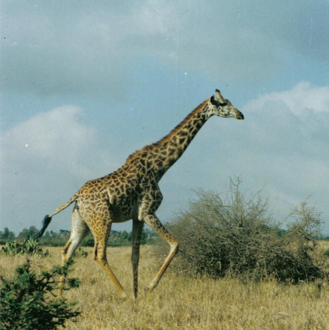 Prechádzka Safari Nairobi
