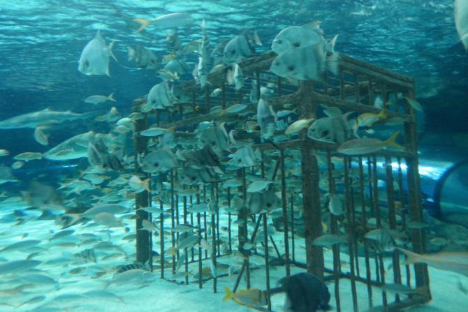 Ripleyho akvárium v Myrtle Beach