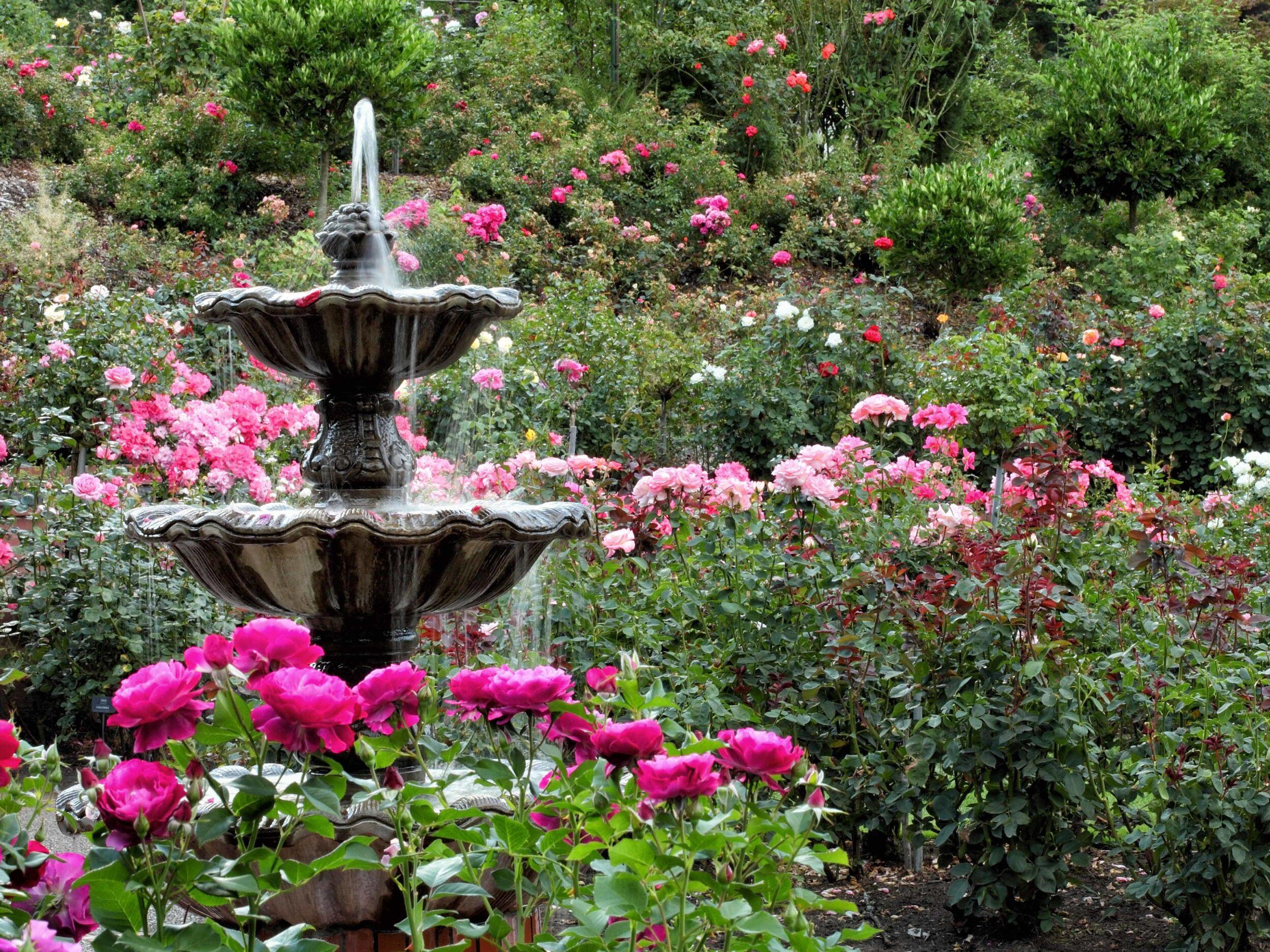 Medzinárodná záhrada ruží
