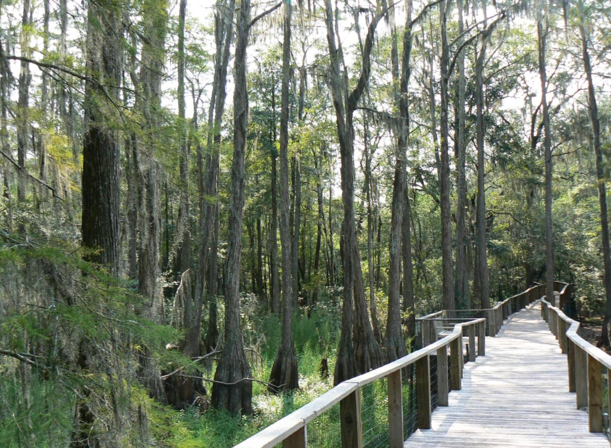 A boardwalk over Bald Cypress (Taxodium distichum) swamp forest habitat.