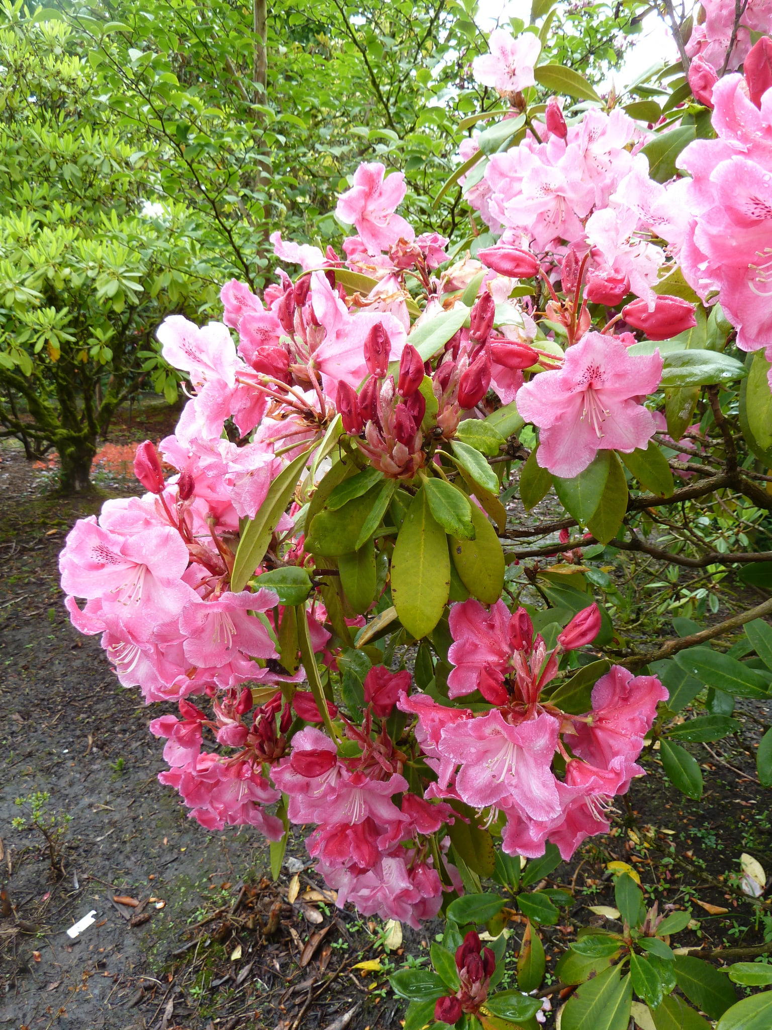 Záhrada rododendronov Crystal Springs