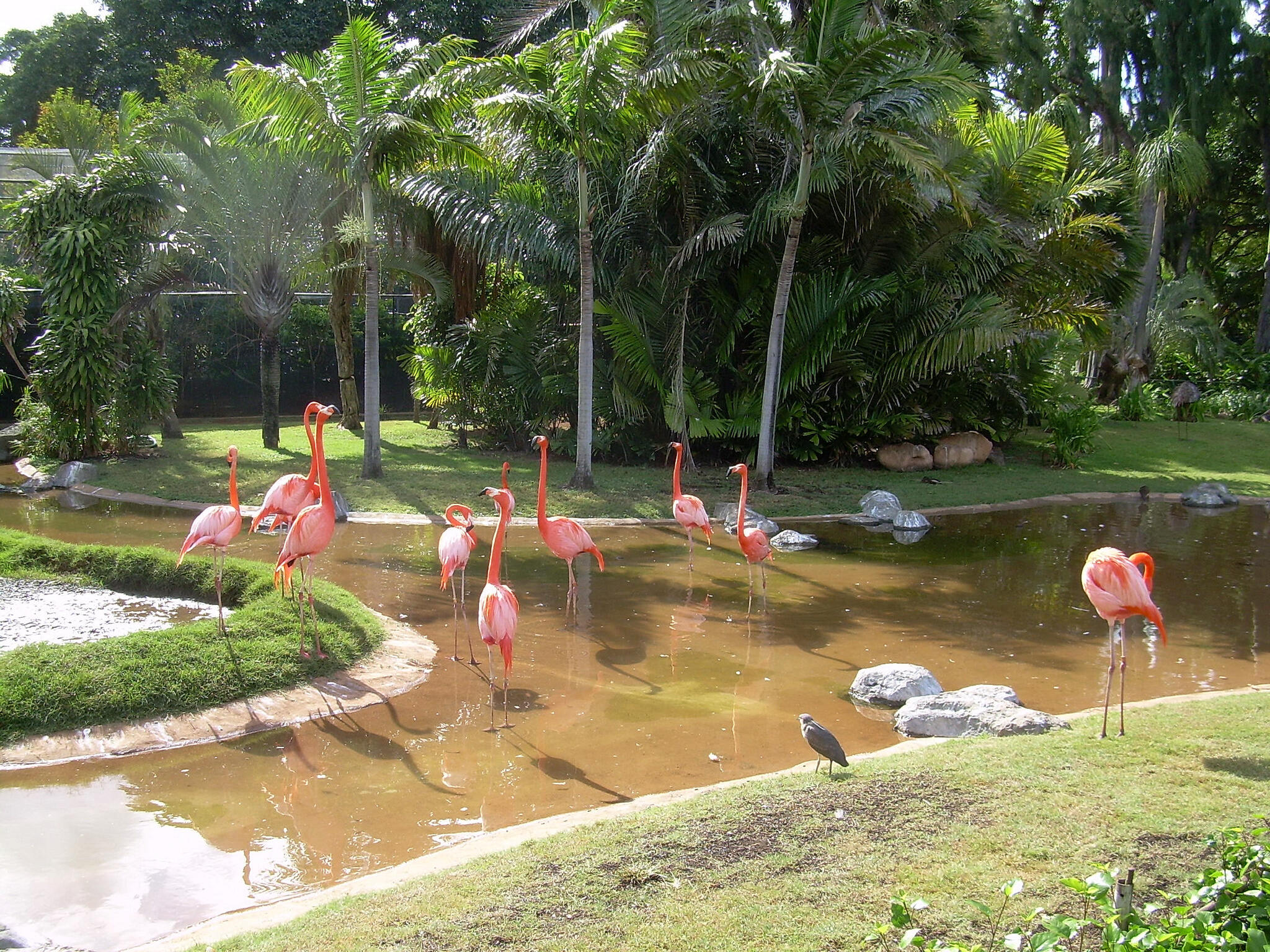 American Flamingos from the Waikiki Zoo